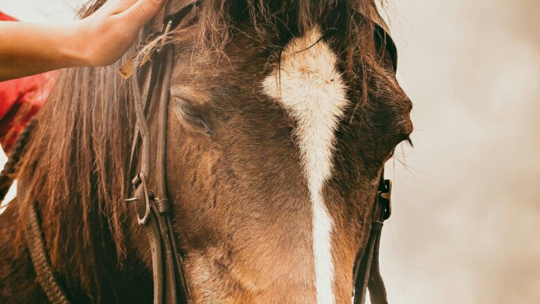 Decoding Equine Communication: Unraveling the Language of Horses