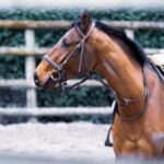 Riding 101: Grasping the Core Techniques for Novice Equestrians